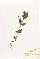 過江藤屬藏品圖，第2張
